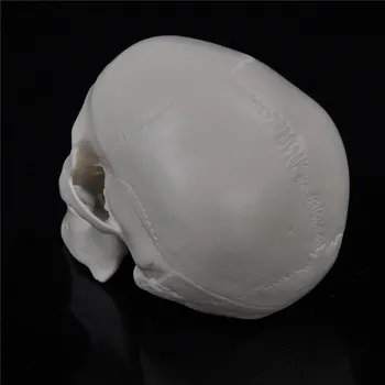 Обучающая медицинская модель головы с мини-черепом анатомической формы человека